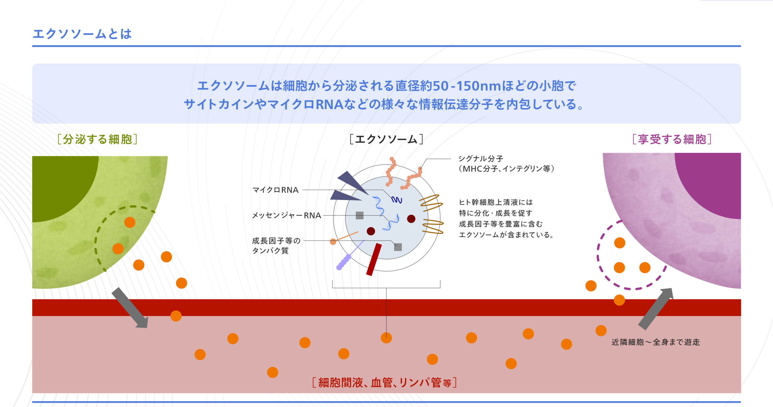 exstem Rise Up Cream for Men 資料03